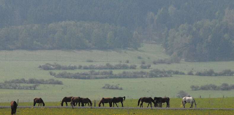 Wildpferde Großpferde eingezäunt von Weidezäunen