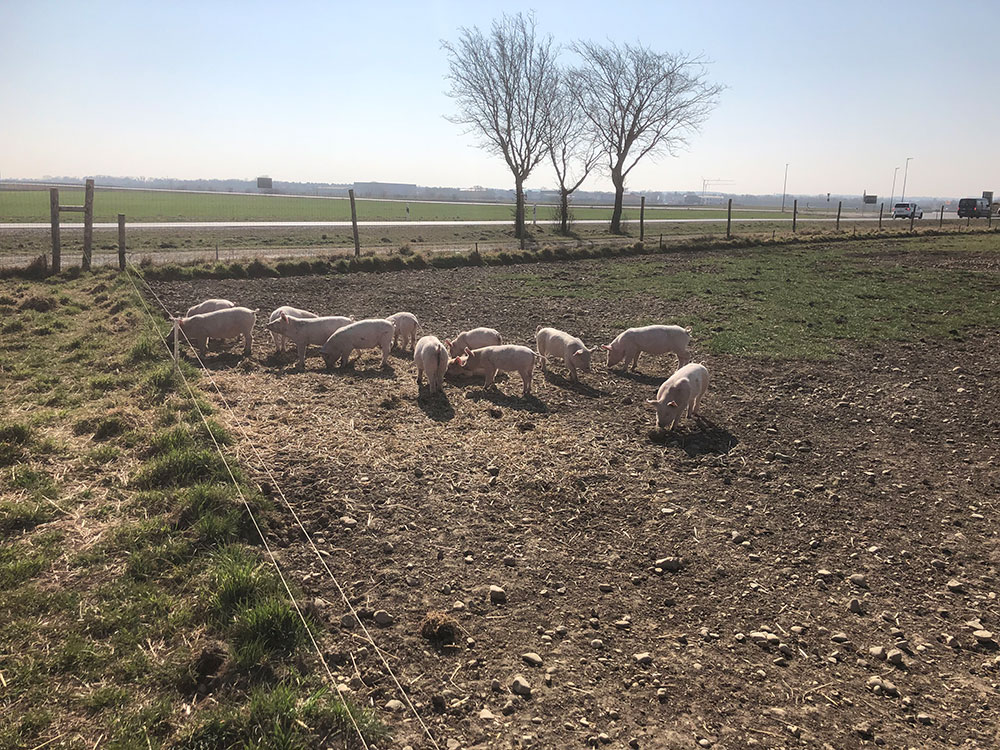 Schweinezaun - Zaunbau für die Landwirtschaft