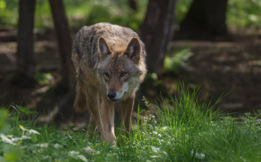 Wolfssichere Weidezäune für ihre Tiere