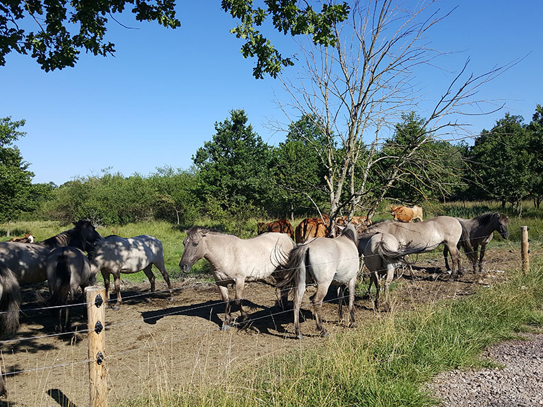 Pferde am Elektrofestzaun im Gebiet Kindel