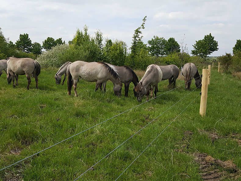 Pferde am Zaun von ZAUNQ