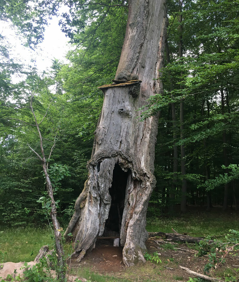 Baum in Naturschutzgebiet