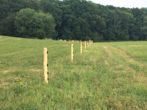 Halboffene Weidelandschaften für Schafweiden