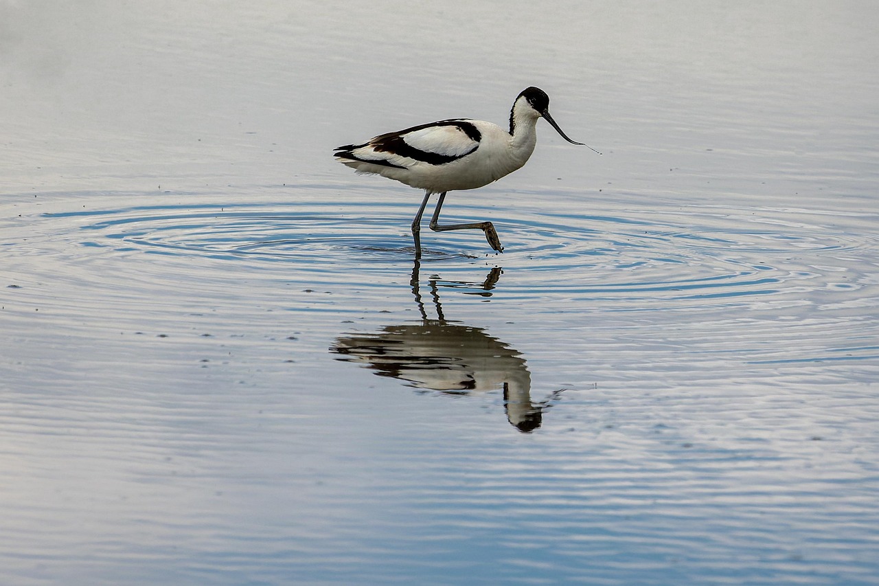 Säbelschnäbler Vogel