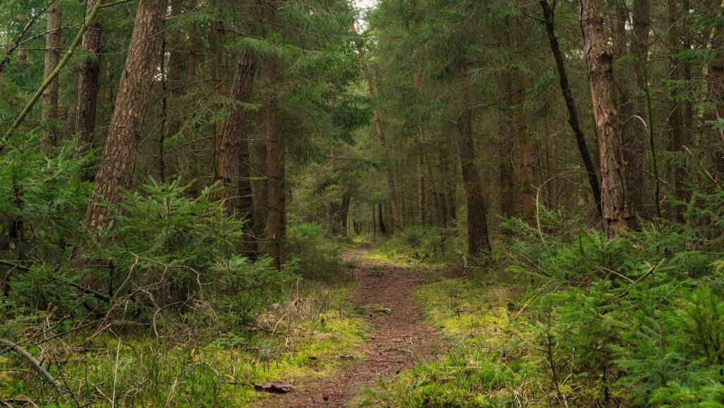 Wald Mecklenburg