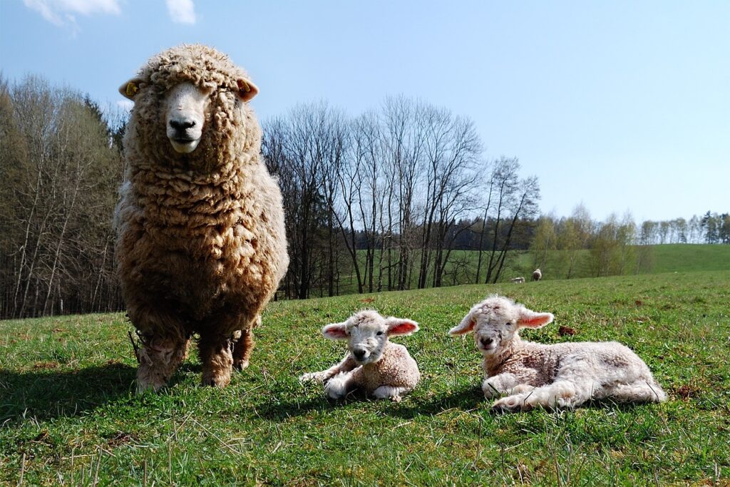 Lamm & Schaf
