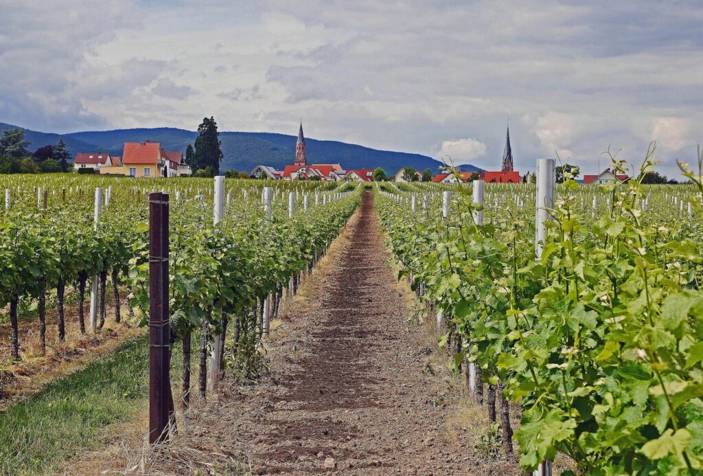 Weinbau_Rheinland-Pfalz