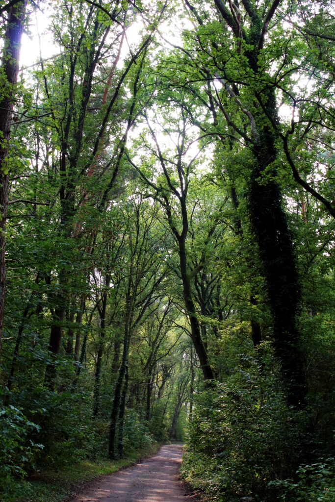 Wald Bremen | ZAUNQ